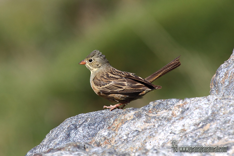 Emberiza hortulana - Escribano hortelano