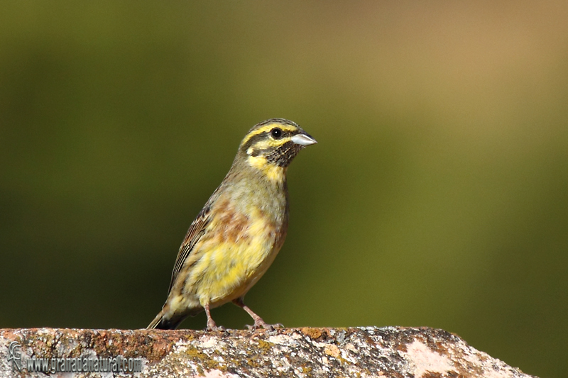 Emberiza cirlus - Escribano soteo