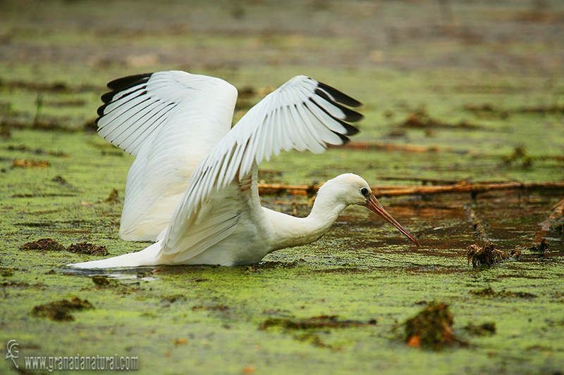 Platalea leucorodia - Esptula comn