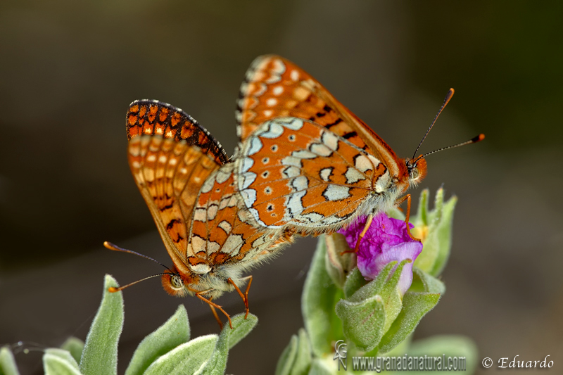 Euphydryas aurinia