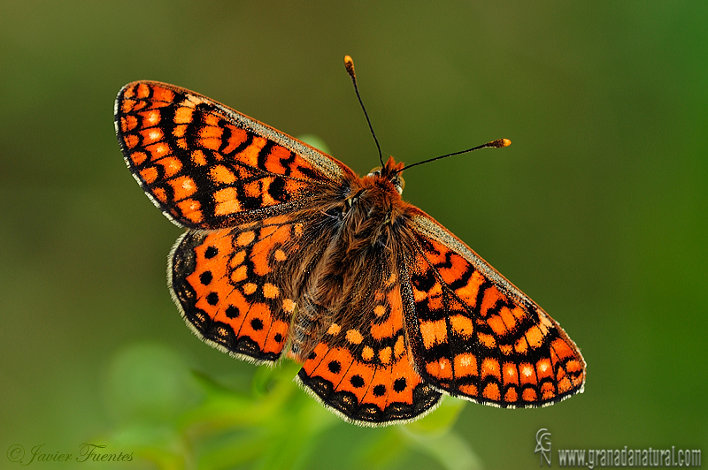 Euphydryas aurinia 2