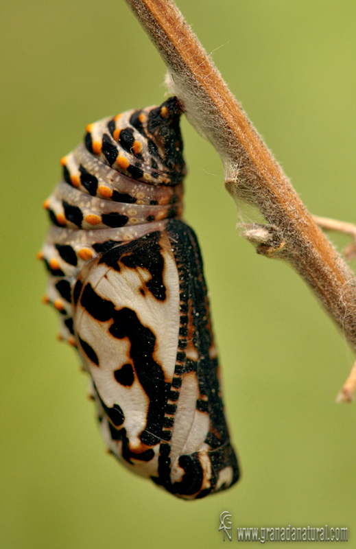 Euphydryas aurinia crisalida 1