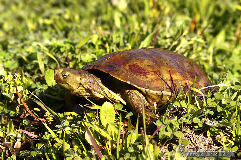 Mauremys leprosa - Galpago leproso