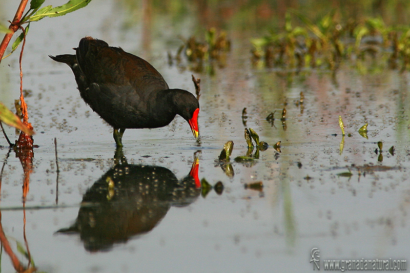 Gallinula chloropus - Gallineta comn - Polla de agua