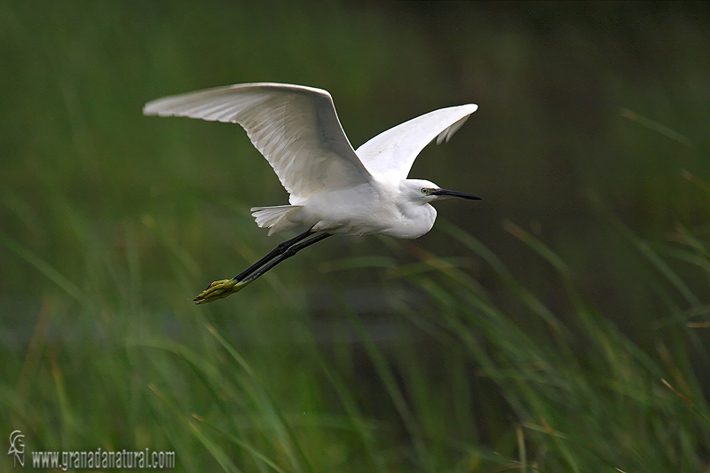 Egretta garzetta - Garceta comn