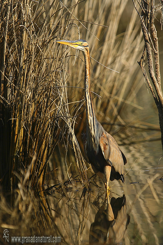 Ardea purpurea - Garza imperial