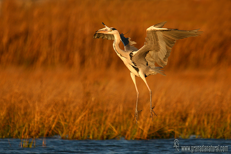 Ardea cinerea - Garza real