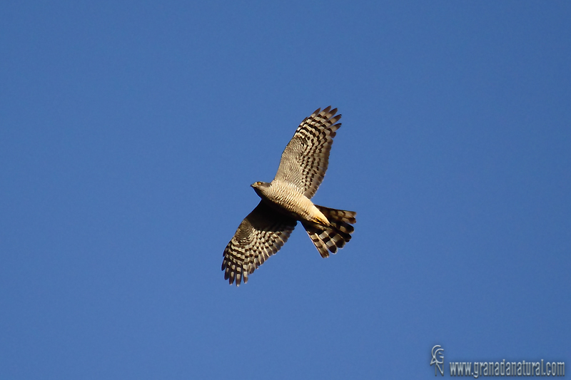 Accipiter nisus - Gaviln comn