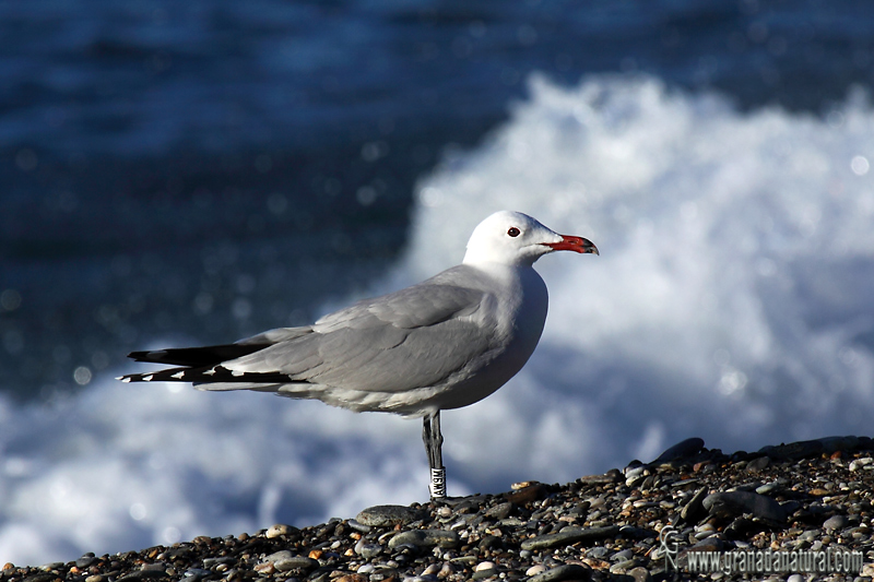 Larus audouinii - Gaviota de Audouin