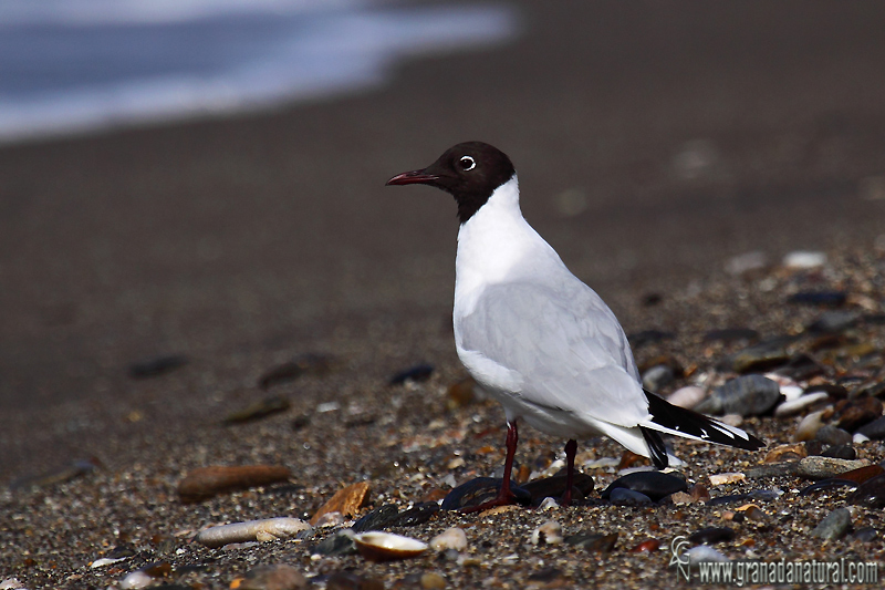 Larus ridibundus - Gaviota reidora