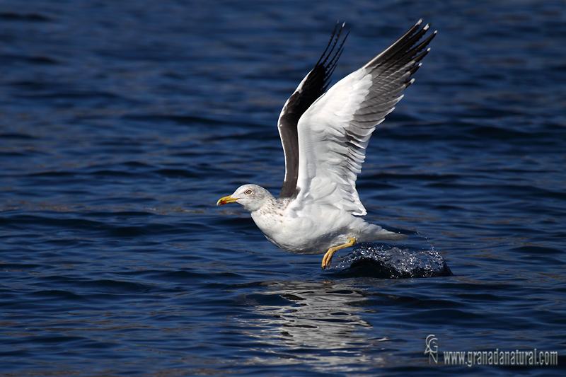 Larus fuscus - Gaviota sombra