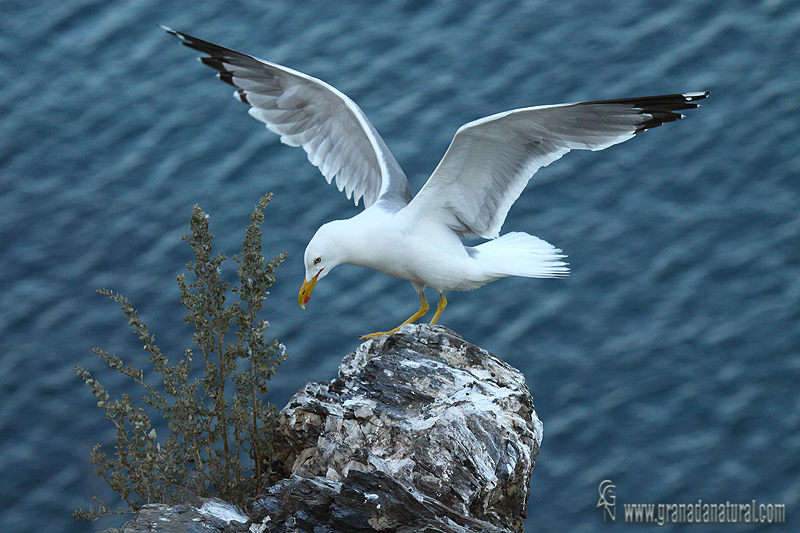 Larus cachinnans michahellis - Gaviota patiamarilla