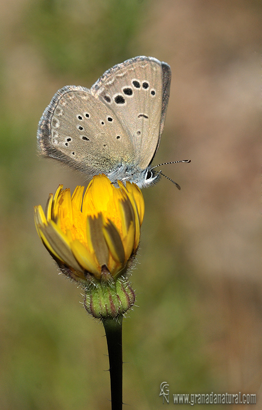 Glaucopsyche melanops 1