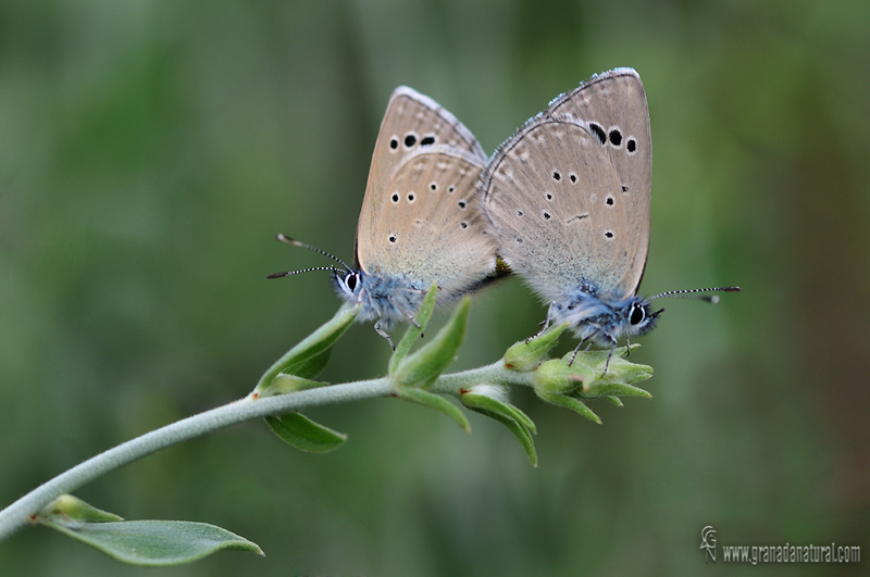 Glaucopsyche melanops 4