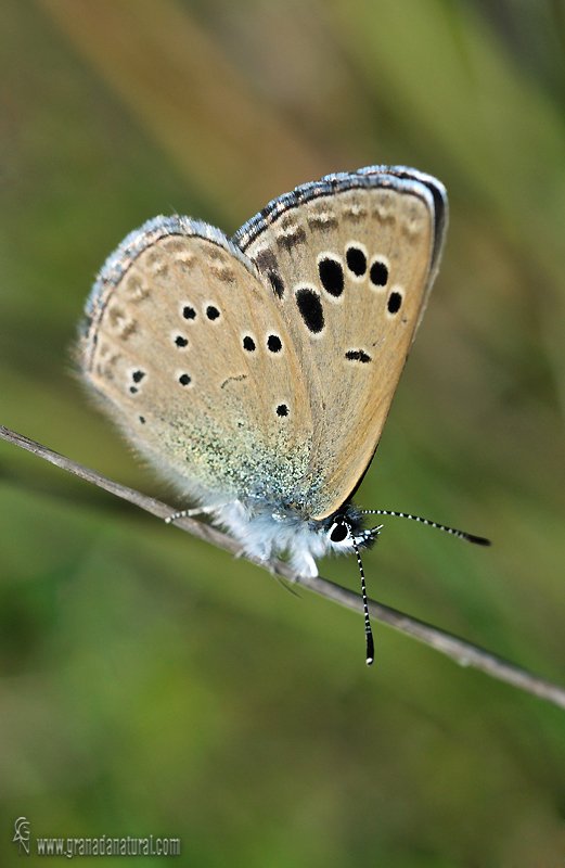 Glaucopsyche melanops 5