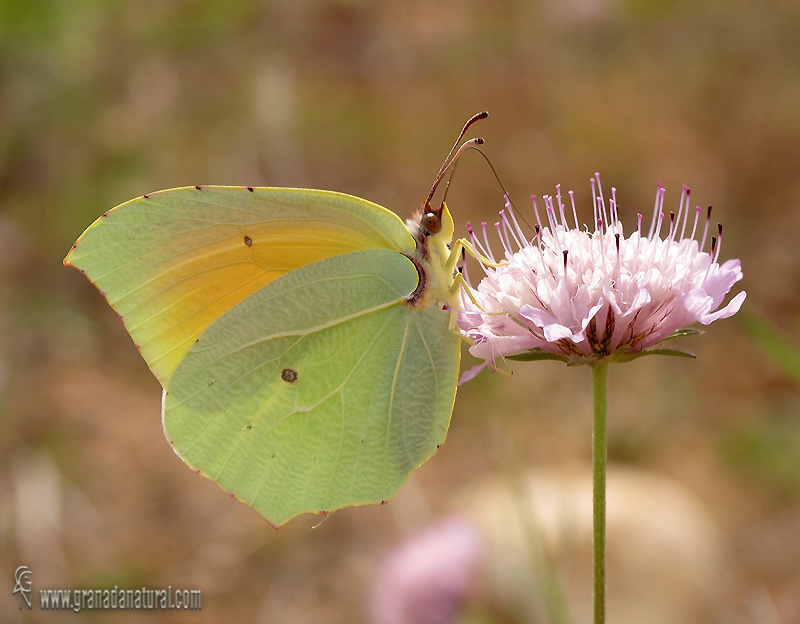 Gonepteryx cleopatra 1