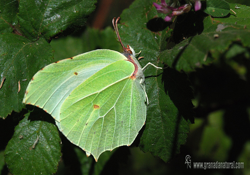 Gonepteryx rhamni 1Granada Natural