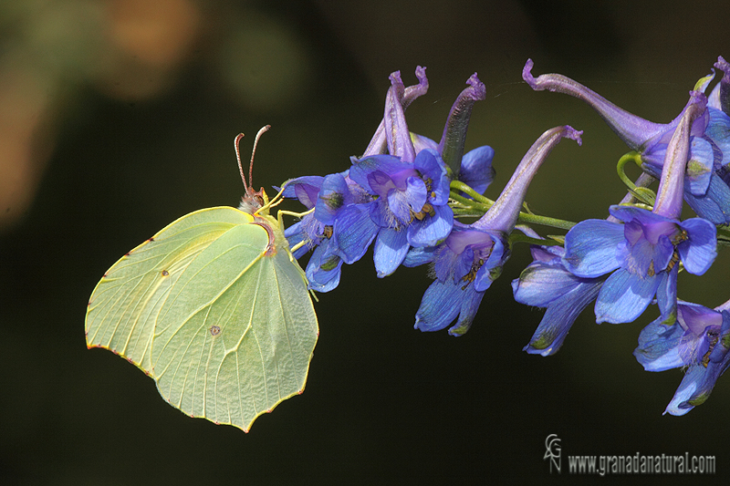 Gonepteryx cleopatra 3