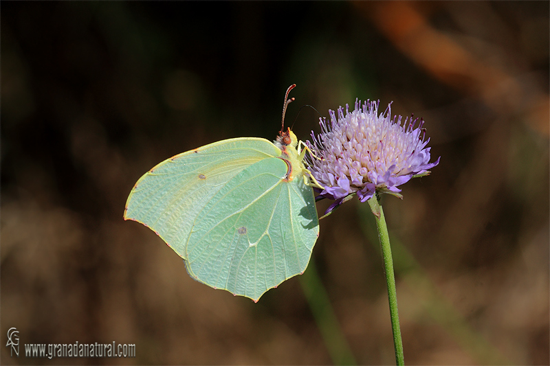 Gonepteryx cleopatra 2