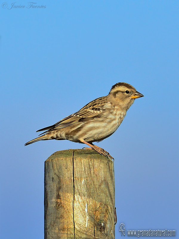 Petronia petronia - Gorrin chilln