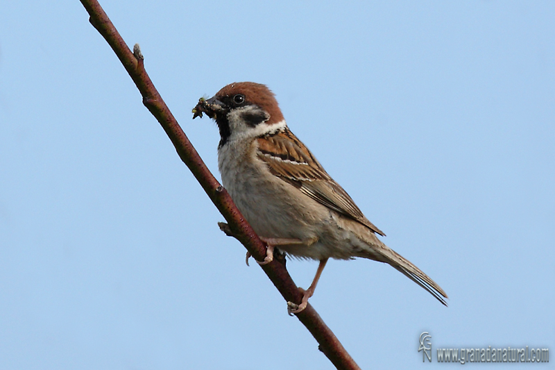 Passer montanus - Gorrin molinero