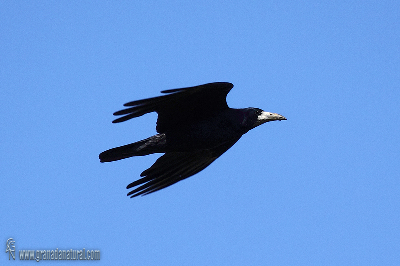 Corvus frugilegus - Graja