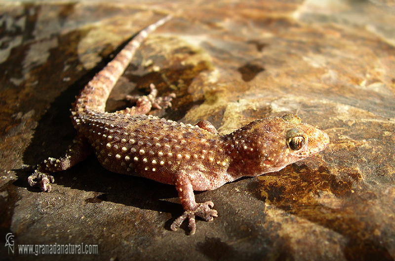 Hemidactylus turcicus - Salamanquesa rosada