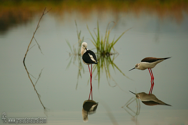 Himantopus himantopus - Cigeuela comn