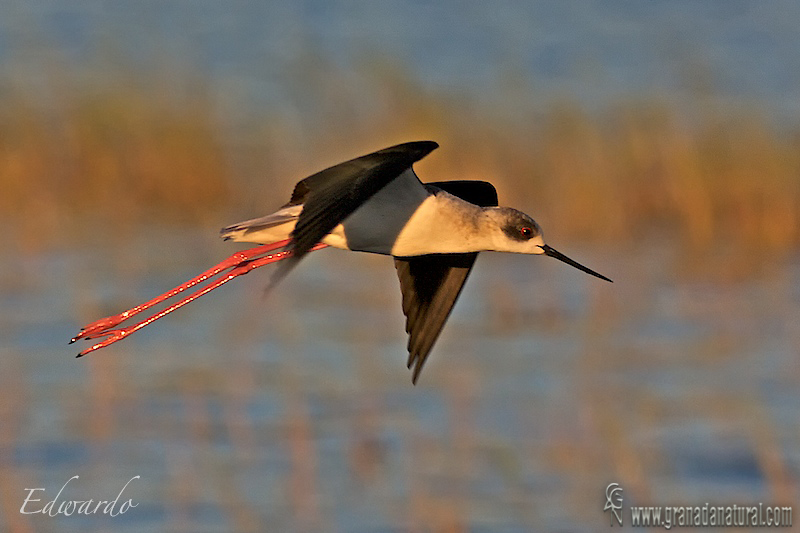 Himantopus himantopus - Cigeuela comn