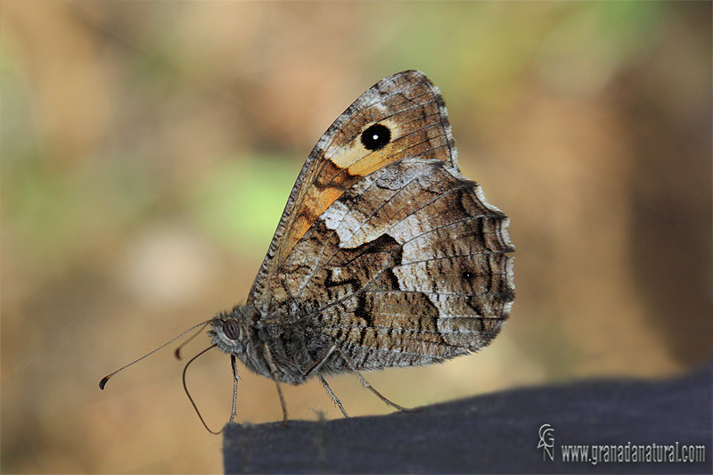 Hipparchia semele 1