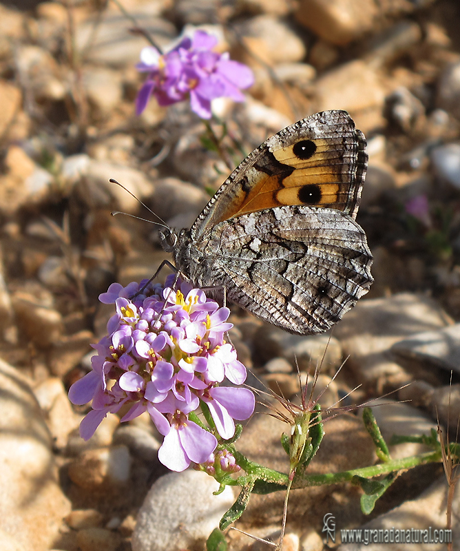 Hipparchia semele 2