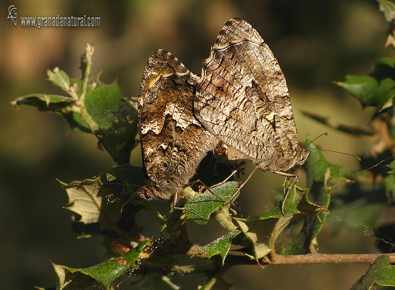 Hipparchia semele 3