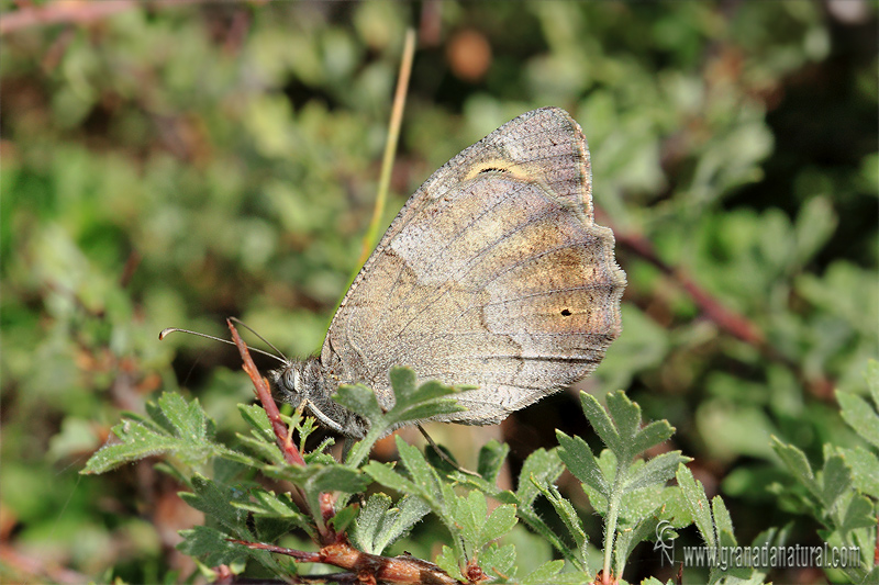 Hipparchia statilinus 2