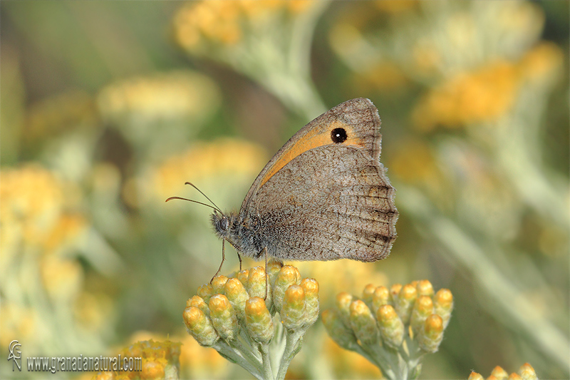 Hyponephele lupinus 1