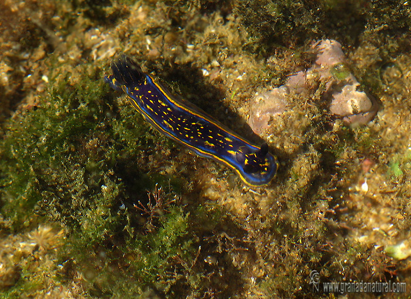 Hypselodoris cantabrica