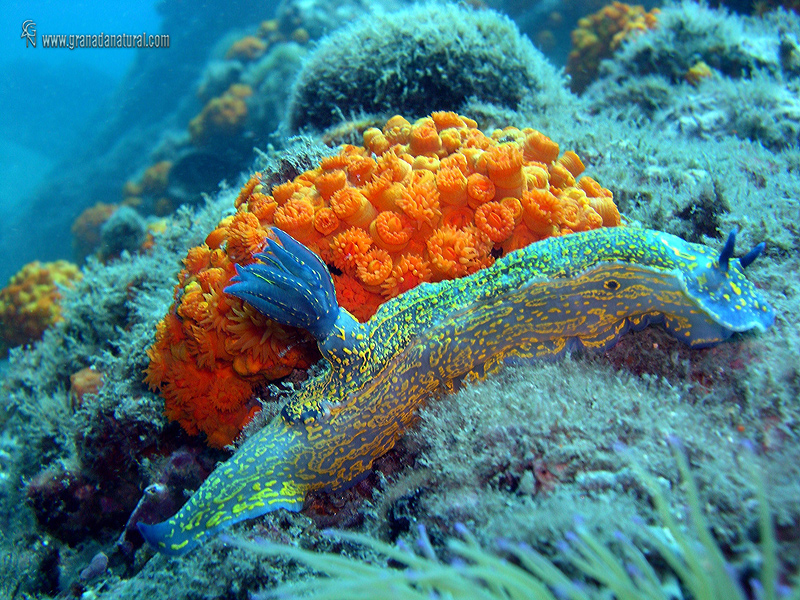 Hypselodoris elegans 1