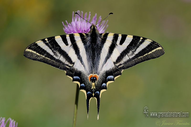 Iphiclides feisthamelii 1