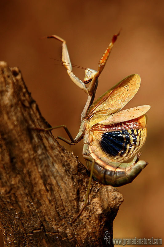 Iris oratoria mantis 1 Granada Natural