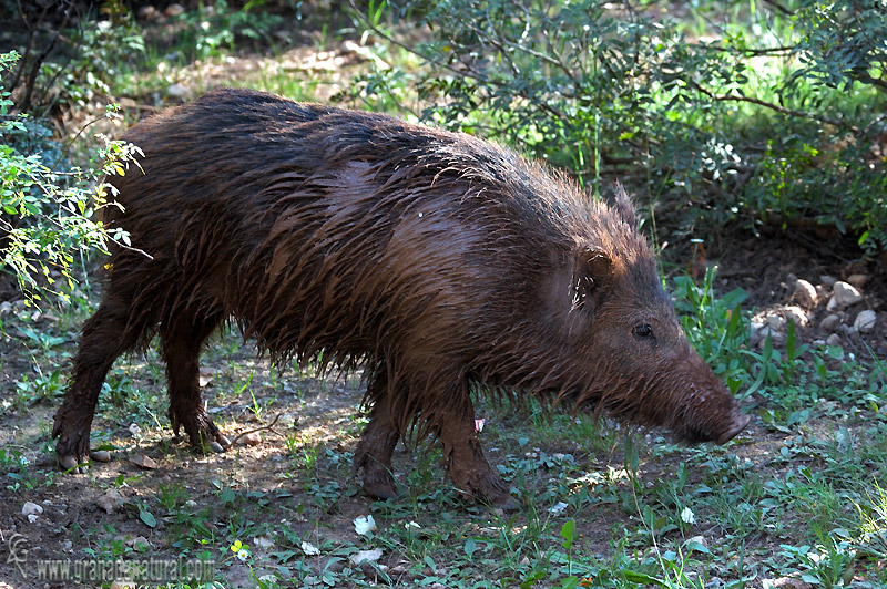 Sus scrofa - Jabal