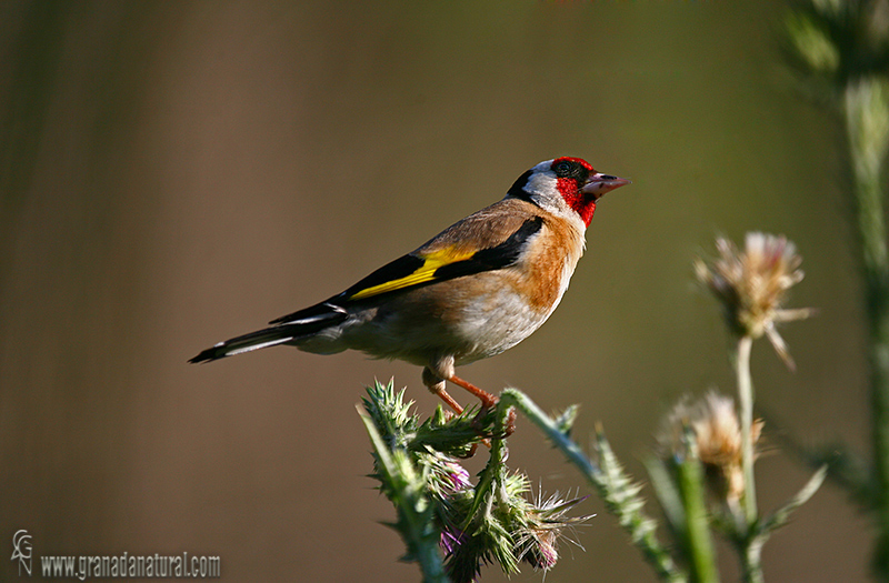 Carduelis carduelis - Jilguero