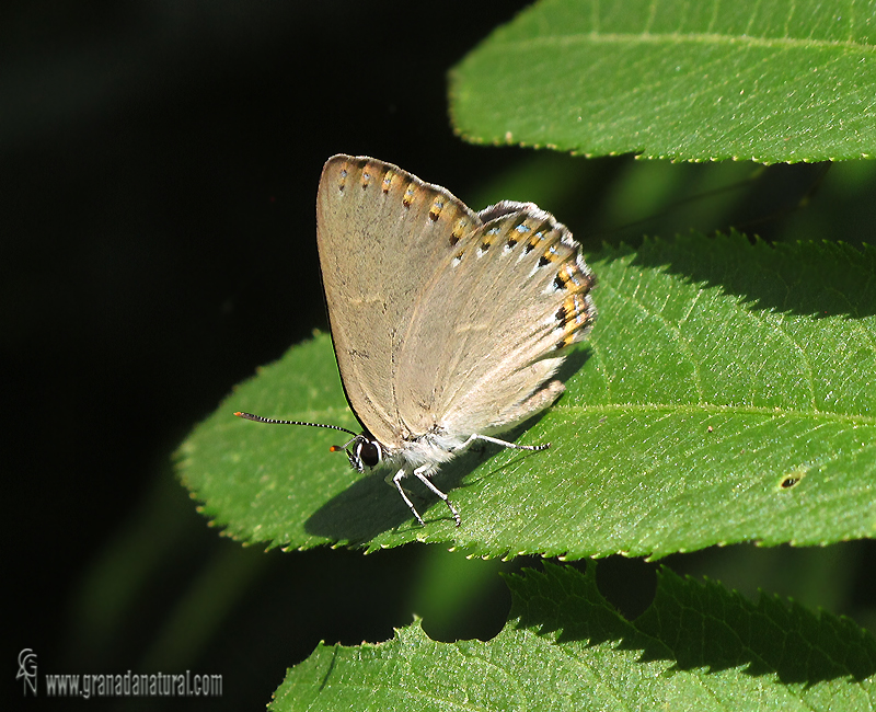 Laeosopis roboris 1