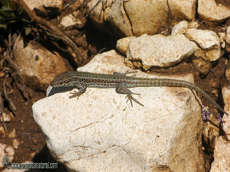 Podarcis hispanica - Lagartija ibrica