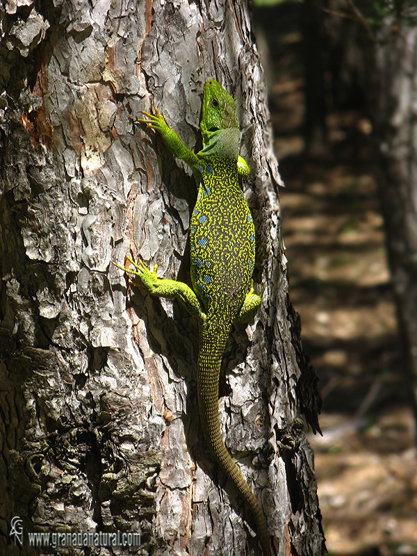 Lacerta lepida (Hembra) - Lagarto ocelado