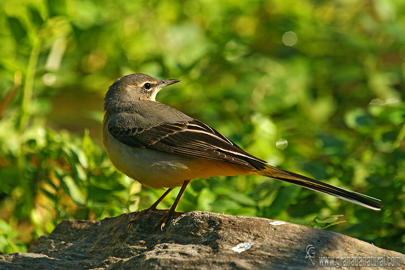 Motacilla cinerea - Lavandera cascadea