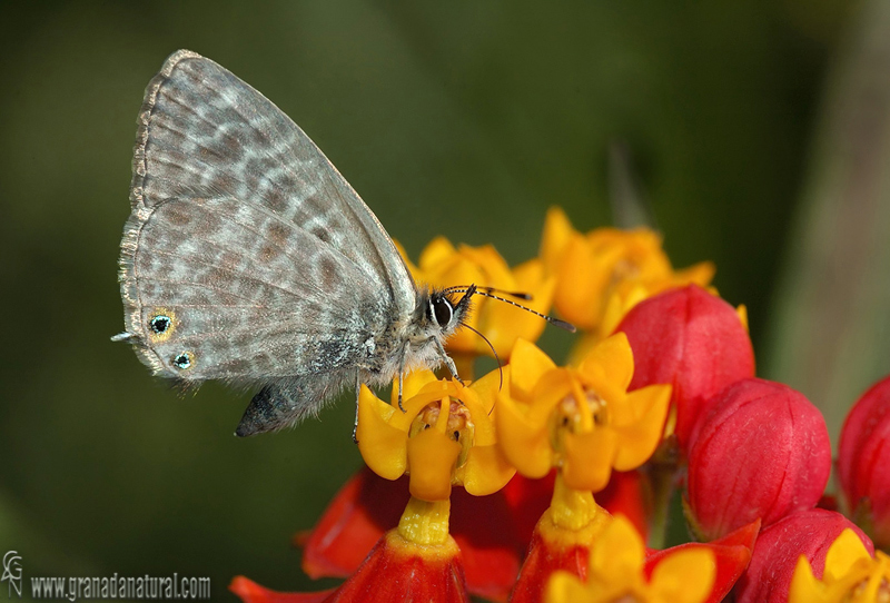 Leptotes pirithous 1