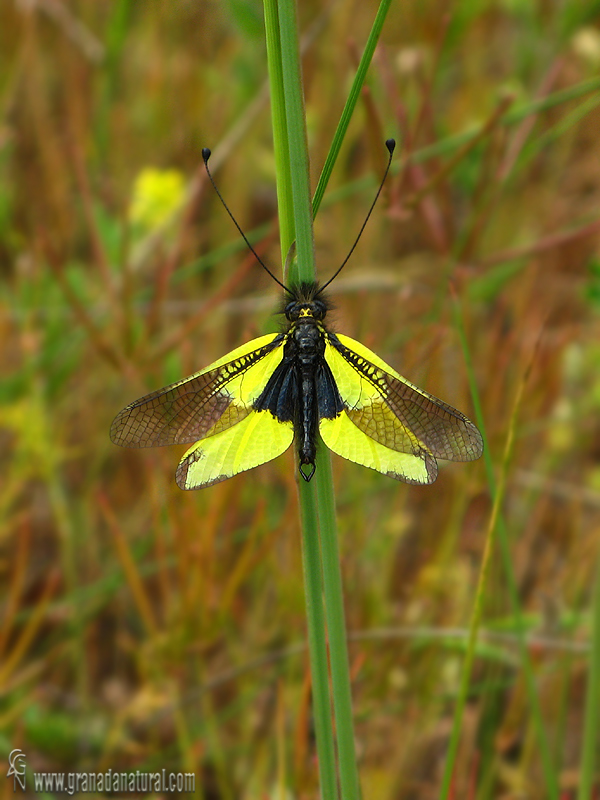 Libelloides baeticus 1