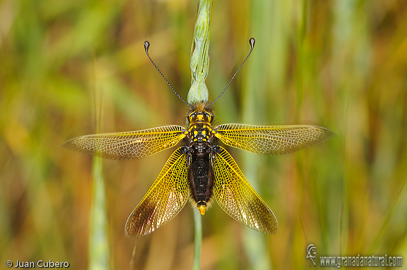 Libelloides longicornis 1