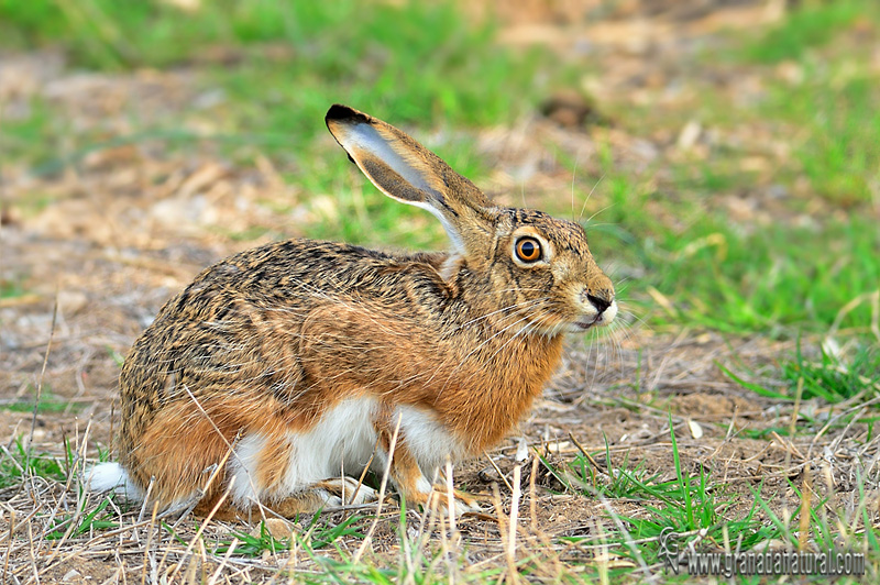 Lepus granatensis - Liebre ibérica