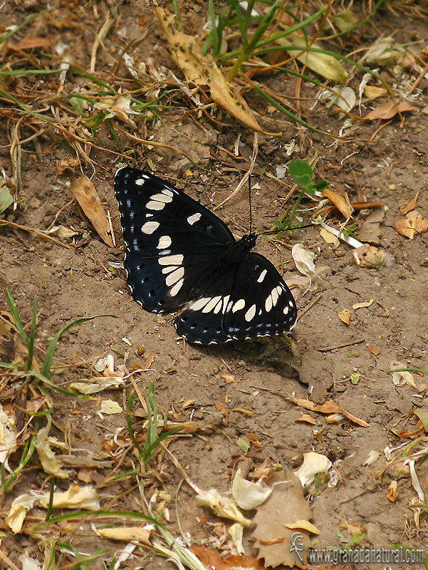 Limenitis reducta 1