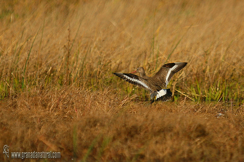 Limosa limosa - Aguja colinegra